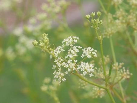植物 ヌマゼリ 植物 ヌマゼリの写真
