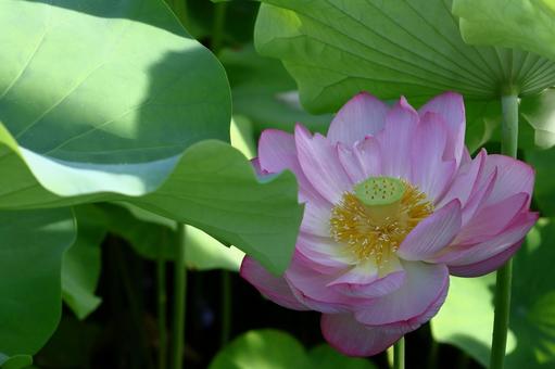 神聖な花 神聖な花 ハス,花,ハス科の植物の写真素材