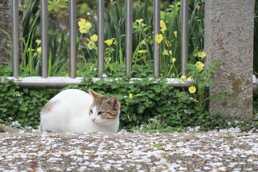 公園の座る野良猫 公園の座る野良猫 野良猫,猫,公園の写真素材
