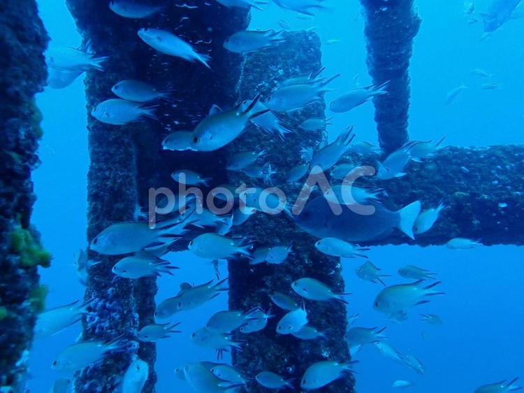 やぐら2.5の魚たち やぐら2.5,ダイビング,海の写真素材