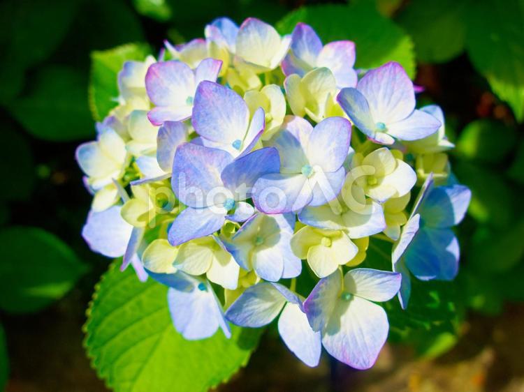 あじさい アジサイ,あじさい,紫陽花の写真素材