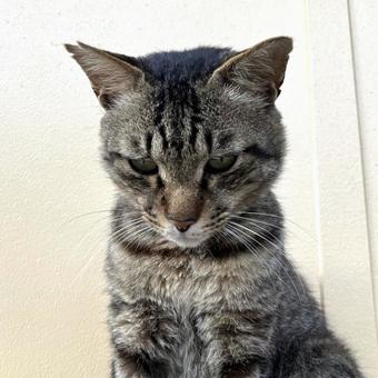 野良猫11 野良猫11の写真