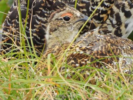 御嶽山にてメス親に守られる雷鳥ヒナの写真