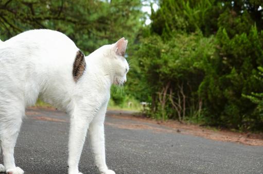 からだを伸ばすシロキジ猫 からだを伸ばすシロキジ猫 ネコ,保護猫,猫の写真素材