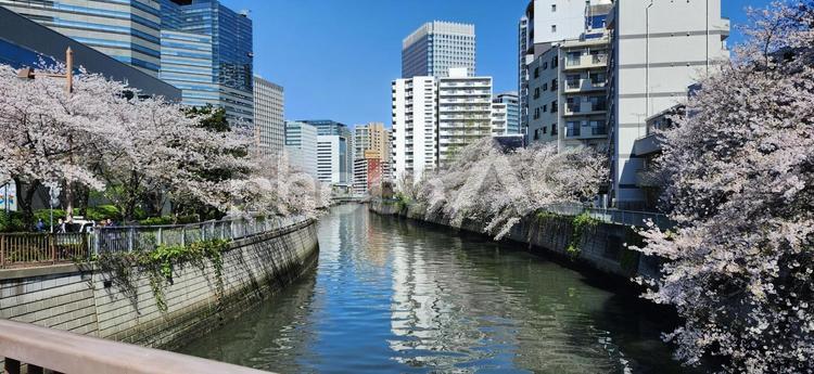 目黒川の桜と都会のビル群 桜,川,ビルの写真素材