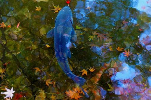 青い鯉と水面に映る紅葉 鯉,錦鯉,魚の写真素材
