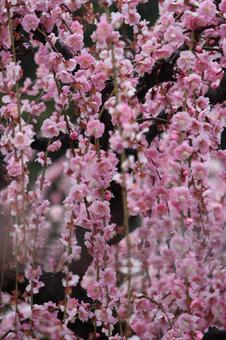ウメの花 ウメの花 ウメ,花,植物の写真素材