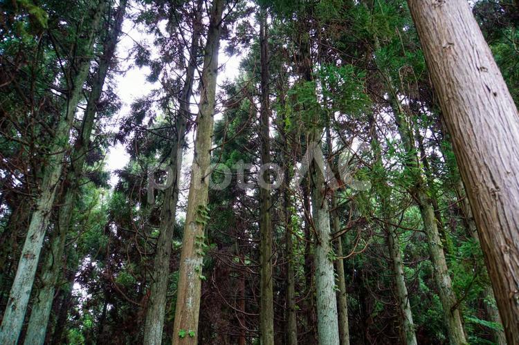 杉林に降り注ぐ太陽の木漏れ日 杉林,杉,林の写真素材