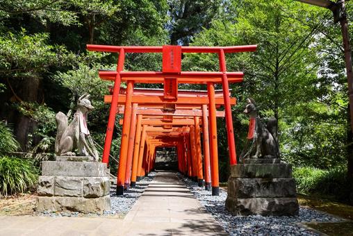 玉園稲荷神社 赤い鳥居 玉園稲荷神社 赤い鳥居の写真