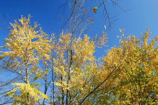 秋の空、黄色く燃えての写真