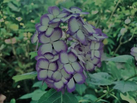 紫陽花, 紫陽花,の写真