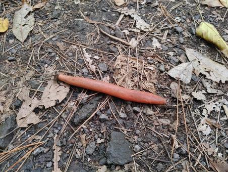 済州島のナメクジ ナメクジ,ツシマナメクジ,済州島の写真素材