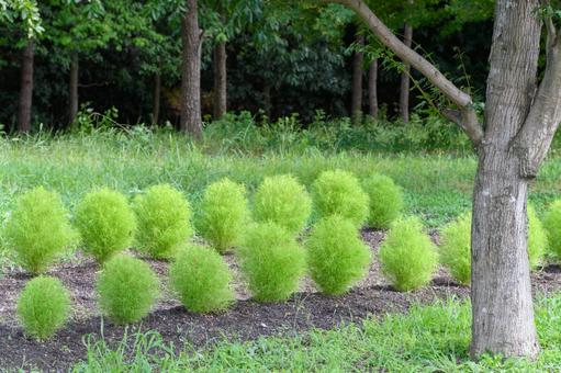 木陰に並ぶコキアの植え込み 木陰に並ぶコキアの植え込み コキア,緑,葉の写真素材