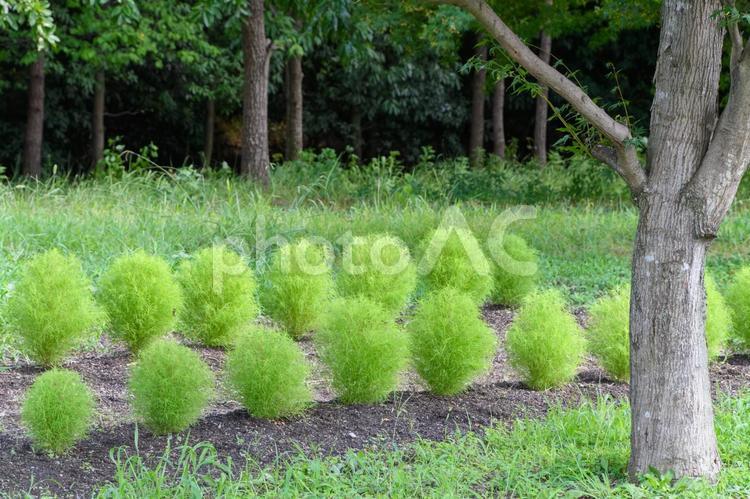 木陰に並ぶコキアの植え込み コキア,緑,葉の写真素材