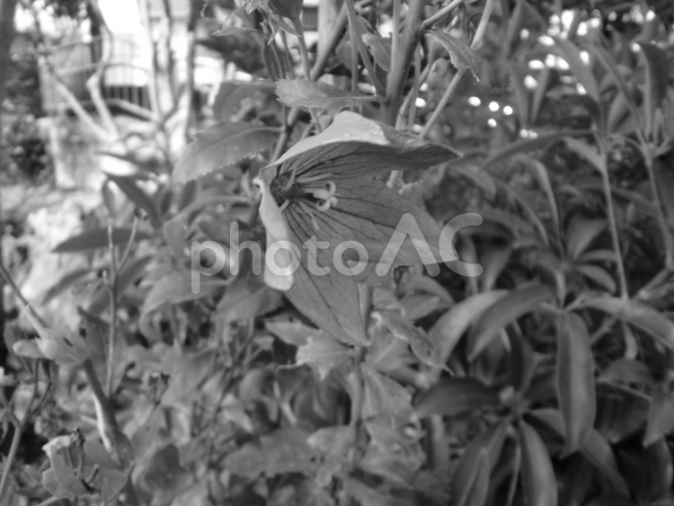 モノクロ写真のキキョウ 植物,花,キキョウの写真素材