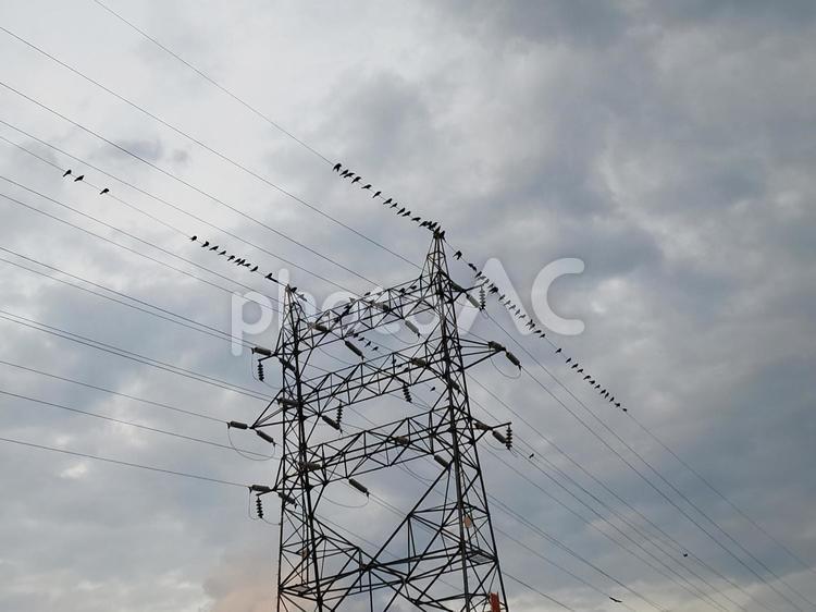 鉄塔の電線にとまるカラス 鉄塔,空,カラスの写真素材