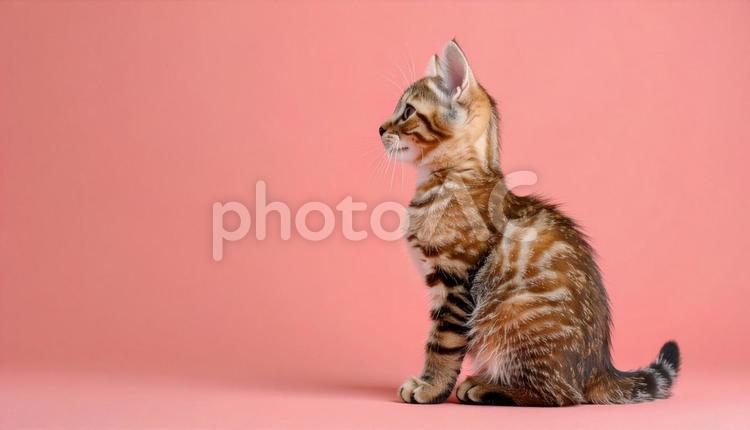 虎柄の子猫のポートレート　キジトラ 子猫,仔猫,猫の写真素材
