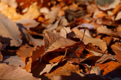 落ち葉 落ち葉の写真