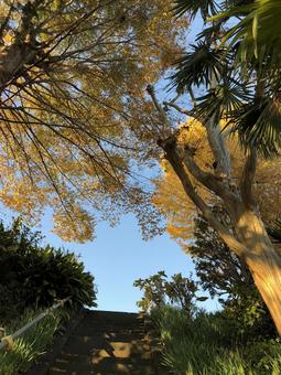 Ginkgo and stairs, JPG