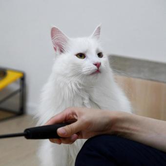Cat 15, JPG Cat 15, JPG