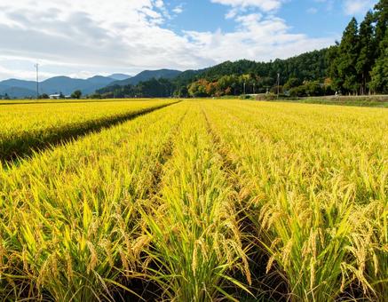 収穫前の田園風景 収穫前の田園風景の写真