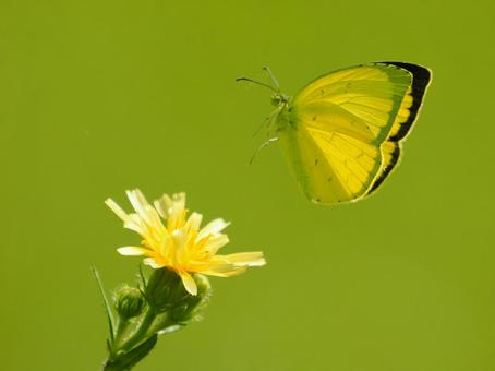キチョウ キチョウ,蝶,黄の写真素材