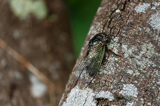 Photo, kumazumi, insect, natural, 