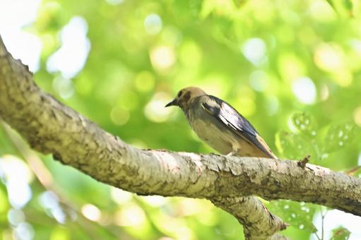 コムクドリ コムクドリの写真