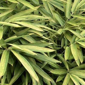 枯れ始めの笹 枯れ始めの笹 笹,枯れ始め,葉の写真素材