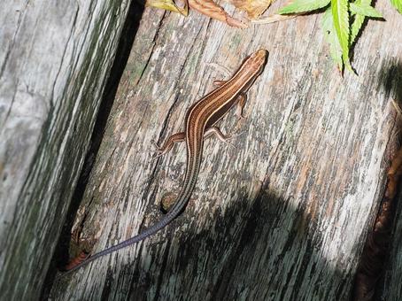 トカゲ トカゲの写真