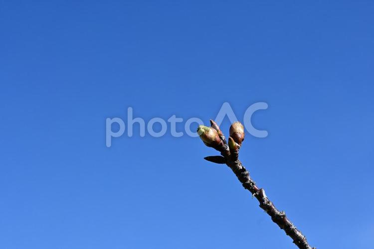 春の訪れ・桜のつぼみ 桜,つぼみ,春の写真素材
