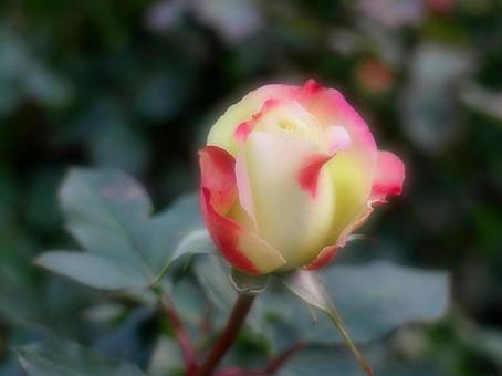 一輪のバラの写真