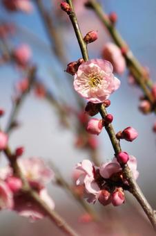 梅の花 梅の花の写真
