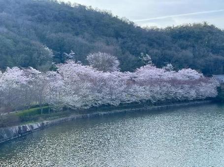 桜 240407 桜 240407の写真