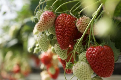 Strawberries and strawberry picking, JPG Strawberries and strawberry picking, JPG