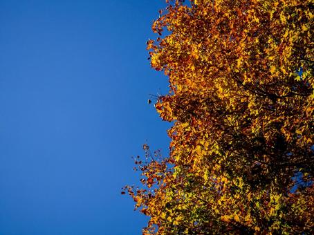 紅葉したもみじと青空の写真