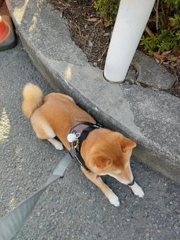 路肩で休憩する柴犬！ 犬,柴犬,シバの写真素材