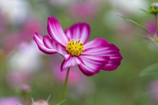 Cosmos field, pretty pink flowers, JPG