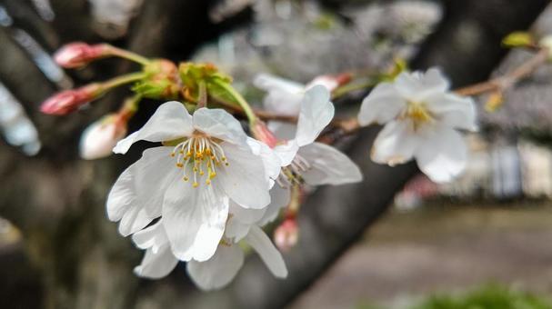 桜 桜の写真