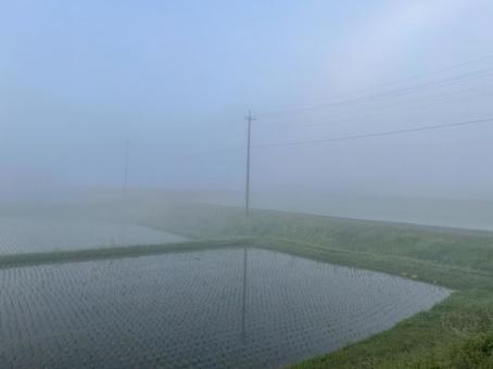 霧 田んぼ 霧 田んぼの写真