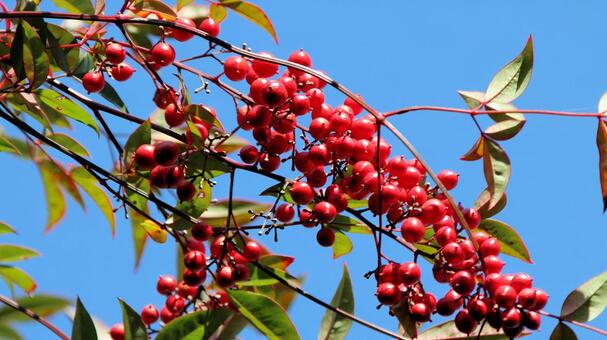 秋晴れの空に鮮やかな南天の実 南天,秋,彩りの写真素材