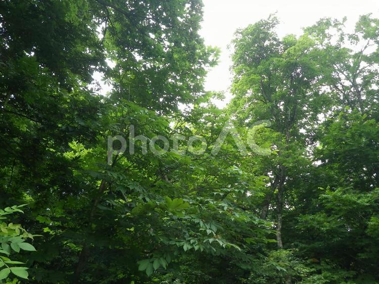 緑の森と木漏れ日 森,木漏れ日,林の写真素材