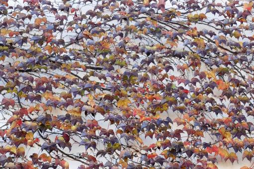 ツタの這う壁 ツタ,秋,11月の風景の写真素材