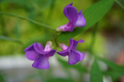 Photo, renrisou, lathyrus quinquenervius (species of vetchling), a flower, 
