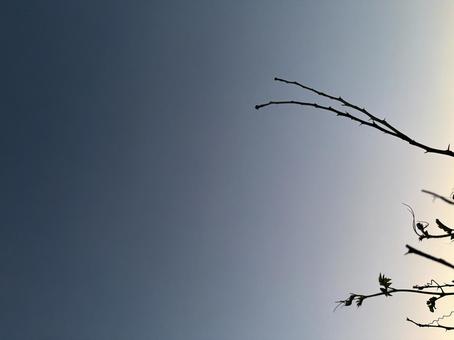 木の枝のシルエット　コピースペース 夕焼け,夕暮れ,植物の写真素材