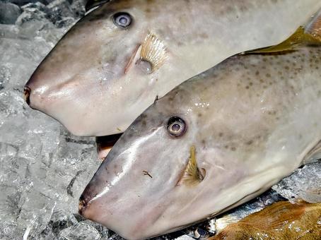 ウスバハギ ハギ,カワハギ,ウマヅラハギの写真素材