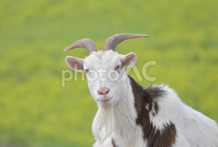 ヤギと菜の花① ヤギ,山羊,菜の花の写真素材