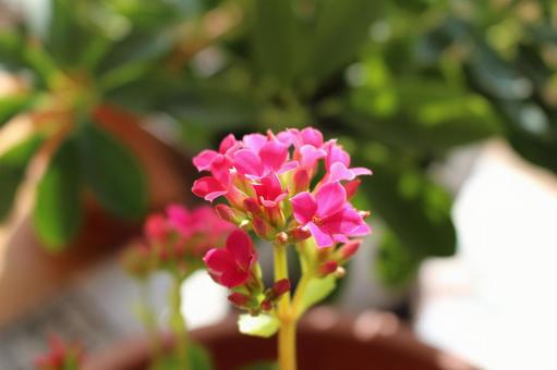 カランコエの花 カランコエの花の写真
