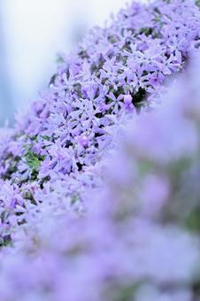 芝桜 芝桜の写真