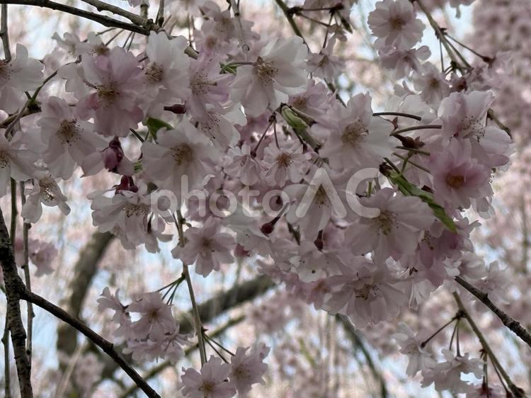水色とピンクの世界 春,花,サクラの写真素材